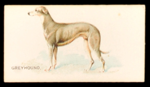 Greyhound